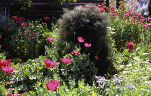 Fenicul Purpureum-Bronze fennel