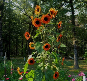 Floarea soarelui decorativa Velvet Queen