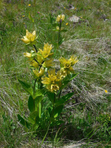 Gentiana Punctata