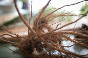 Ginseng Indian-Ashwaganda-Withania somnifera