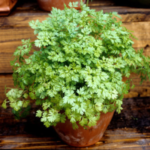 Hasmațuchi-Anthriscus cerefolium 