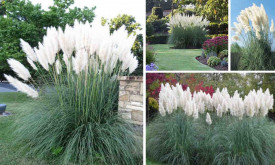 Iarba de pampas alb