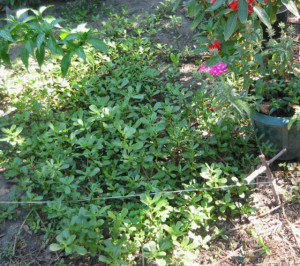 Iarba grasă-Portulaca oleracea