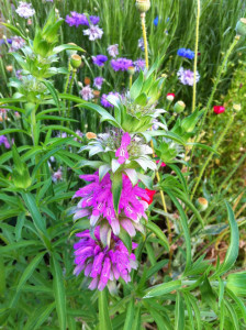Lemon beebalm-Monarda citriodora