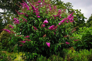 Liliac de vara-Buddleja Davidii Royal Red 