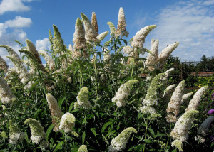 Liliac de vara-Buddleja Davidii White