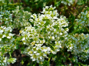 Lingureaua-Cochlearia officinalis