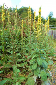 Lumanarica-Verbascum thapsus