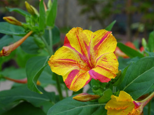 Mirabilis Jalapa mix