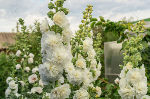 Nalba de gradina Double White