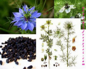 Nigella Sativa-Negrilica