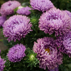 Ochiul boului-Callistephus chinensis Milady Lilac
