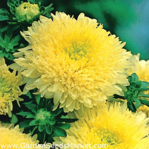 Ochiul boului-Callistephus chinensis Princess yellow