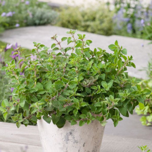 Oregano-Origanum vulgare