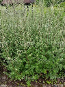 Pelin-Artemisia