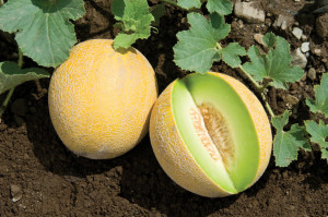 Pepene galben Cantaloupe Honeydew 