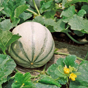 Pepene galben Cantalupo di Charentais