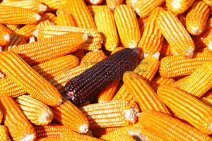 Porumb dulce Purple Corn
