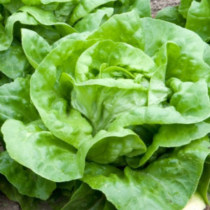 Salata verde Butterhead