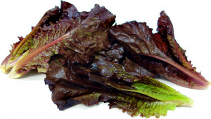 Salata verde Red Romaine-Red Cos Lettuce