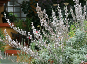 Salvia Apiana-Salvia Alba