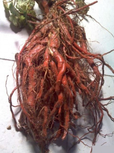 Salvia Miltiorrhiza-Red Sage