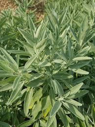 Salvia Off.Albiflora