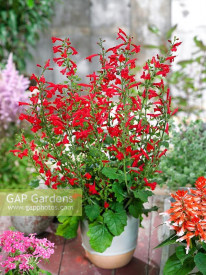 Salvia Roemeriana Arriba