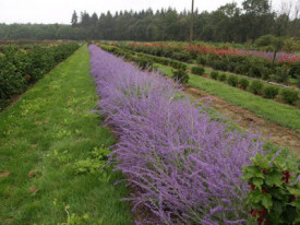 Salvia Rusa Perovskia Atriplicifolia