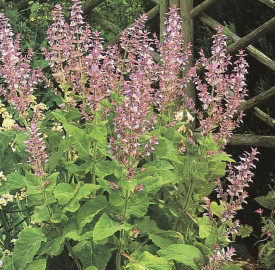 Salvia sclarea-Serlai