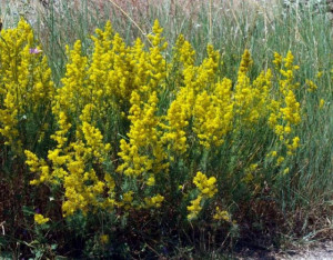 Sanziene galbene-Galium verum 