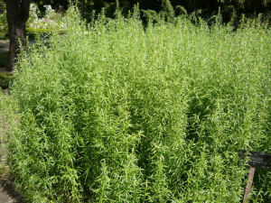 Tarhon-Artemisia dracunculus