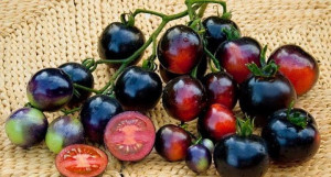 Tomate cherry Indigo Rose