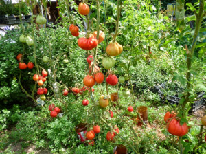 Tomate Coeur d'Albenga