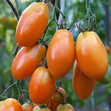 Tomate Orange Icicle