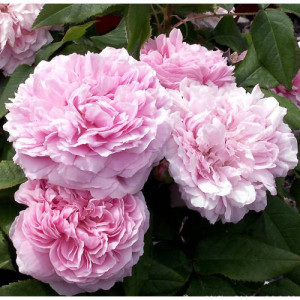 Trandafir de dulceata Jaques Cartier
