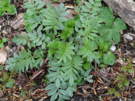 Valeriana-Valeriana officinalis