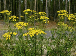 Vetrice-Tanacetum vulgare