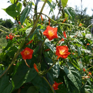 Zorele-Ipomoea Hederifolia Orange