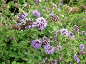 Busuiocul cerbilor-Mentha pulegium