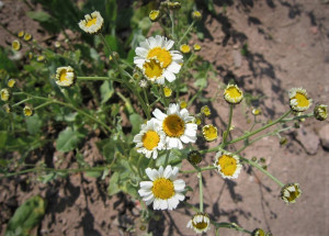  Calomfir-Tanacetum Balsamita