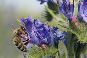  Iarba Sarpelui-Echium vulgare