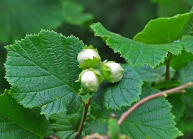 Alun-Corylus avellana