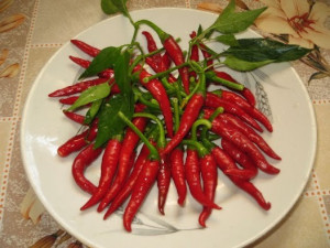 Ardei iute Thai Chili