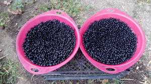 Aronia melanocarpa nero