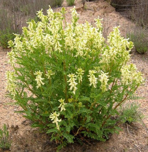 Astragalus Membranaceus