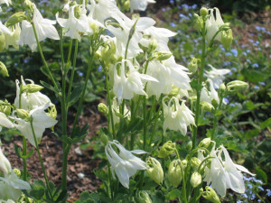 Caldarusa-Aquilegia vulgaris Alba