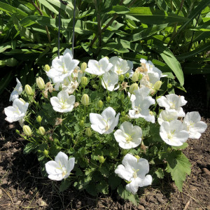 Campanula Carpatica white