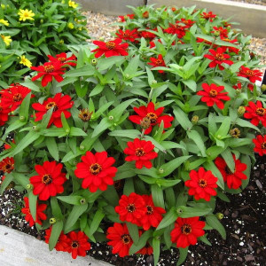 Carciumareasa Profusion double Red