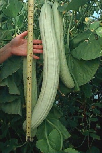 Castravete Armenian Yard Long 